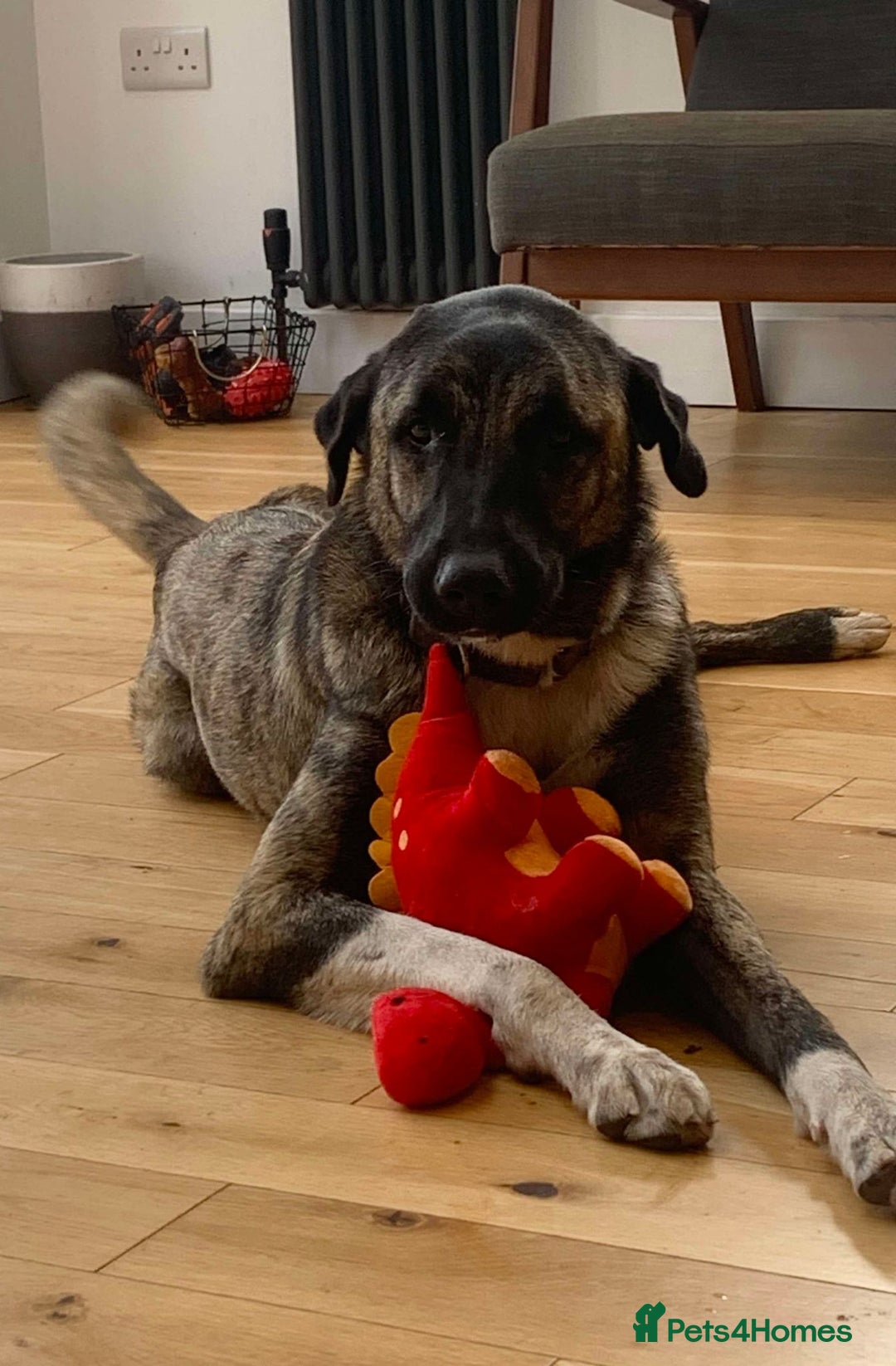 Mixed Breed dogs for adoption: HANK - 3 Years Old, Large Mixed Breed Boy - Advert 12