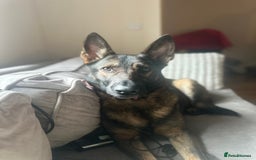 German Shepherd dogs for sale: Rehoming my GSD-loving, committed home only. - Image 3