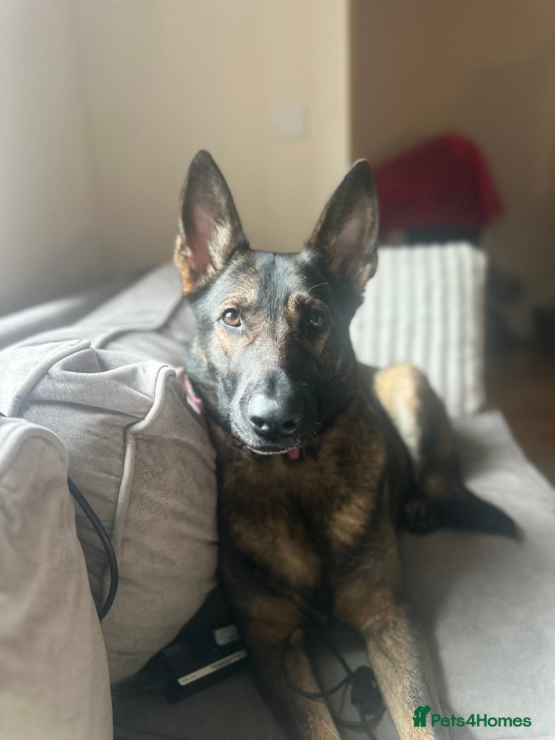 German Shepherd dogs for sale: Rehoming my GSD-loving, committed home only. - Image 3