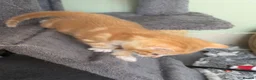 Mixed Breed cats for sale: Beautiful kittens for sale  - Advert 9