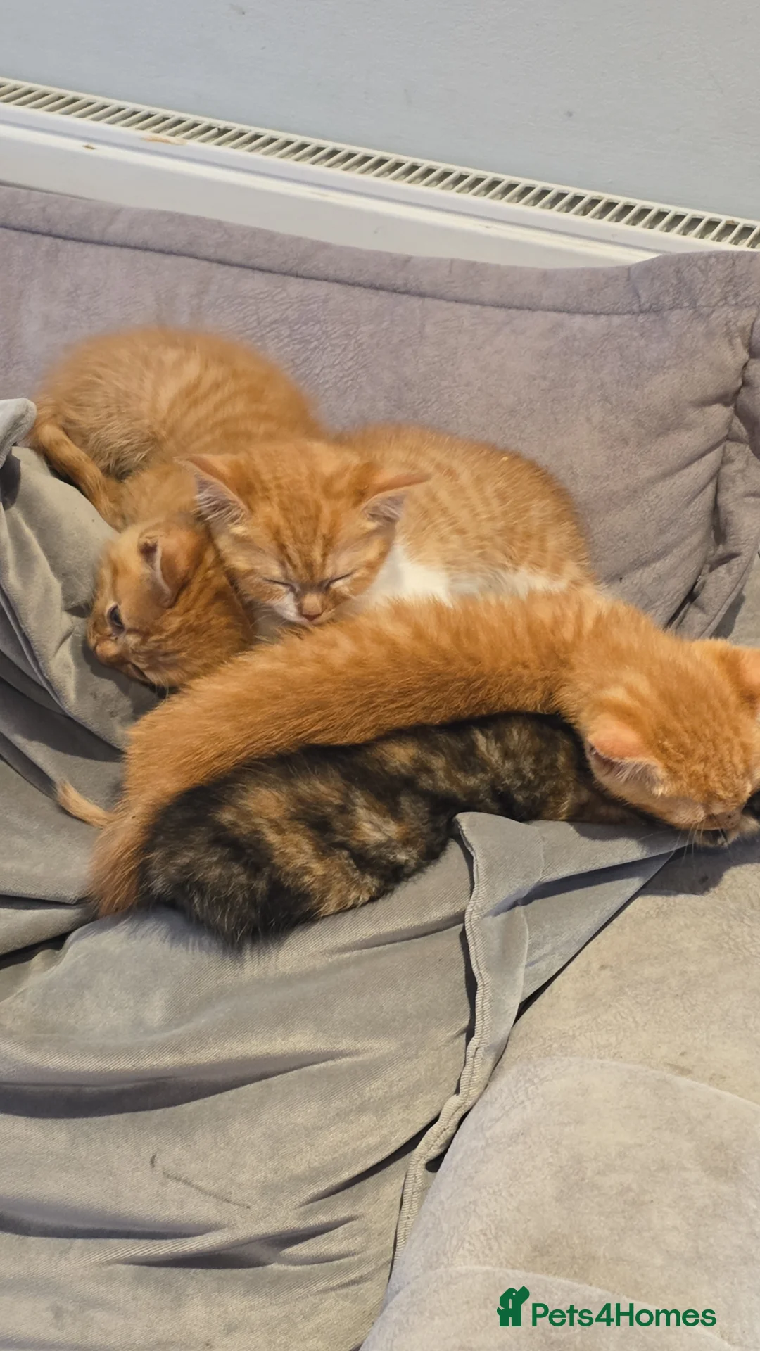 Mixed Breed cats for sale: 3 loving kittens ready to go 🌟  - Advert 3