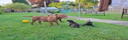 Mixed Breed dogs for sale: American bulldog cross doge de bordeaux  in Newbury - Advert 11