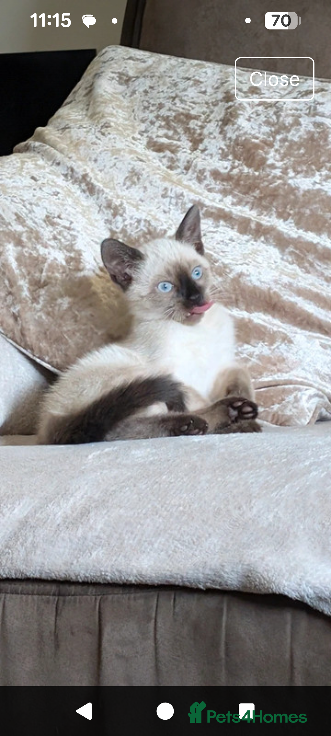 Siamese cats for sale: Beautiful female simease  - Advert 1