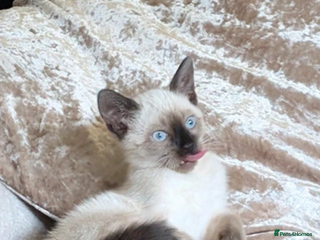 Siamese cats Beautiful female simease - Advert 1