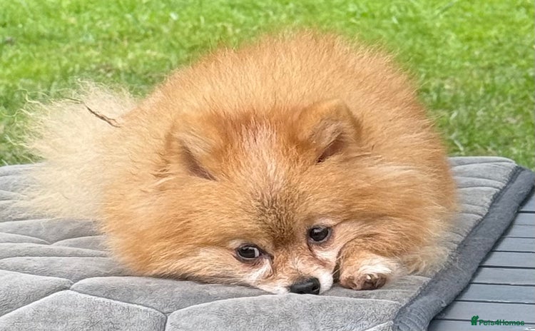 Pomeranian dogs - Advert 2