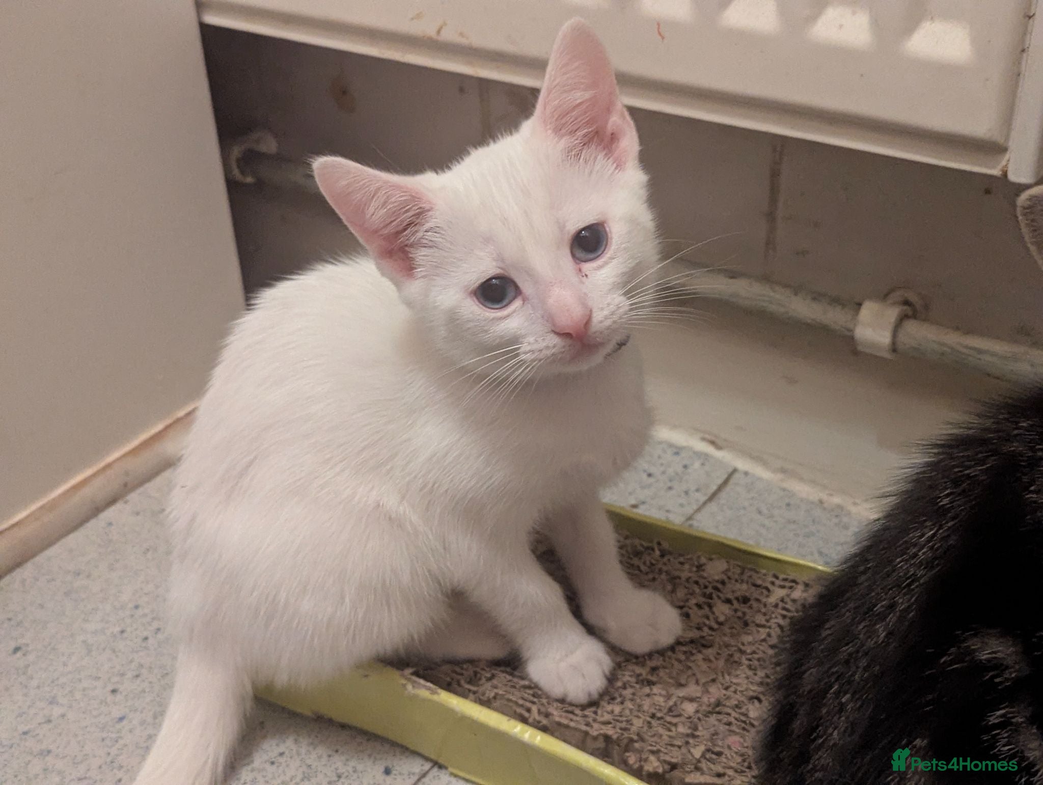 Mixed Breed cats 9wk old-inc Deflea & Deworm & microchip included x - Advert 6