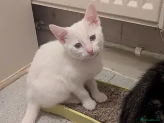 Mixed Breed cats 9wk old-inc Deflea & Deworm & microchip included x - Advert 6