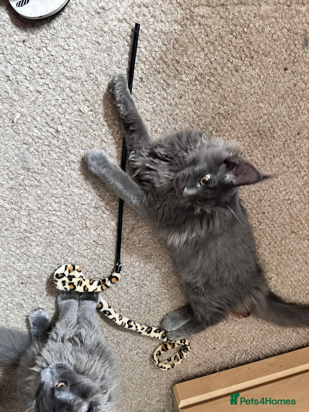 Maine Coon cats for sale: Stunning Maine Coon Kittens (Tica Registered)  in Colchester - Image 12