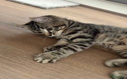 Keetso cats for sale: Reduced Ready now Last 1, Rare Jungle Curl Kittens in Portsmouth - Image 27