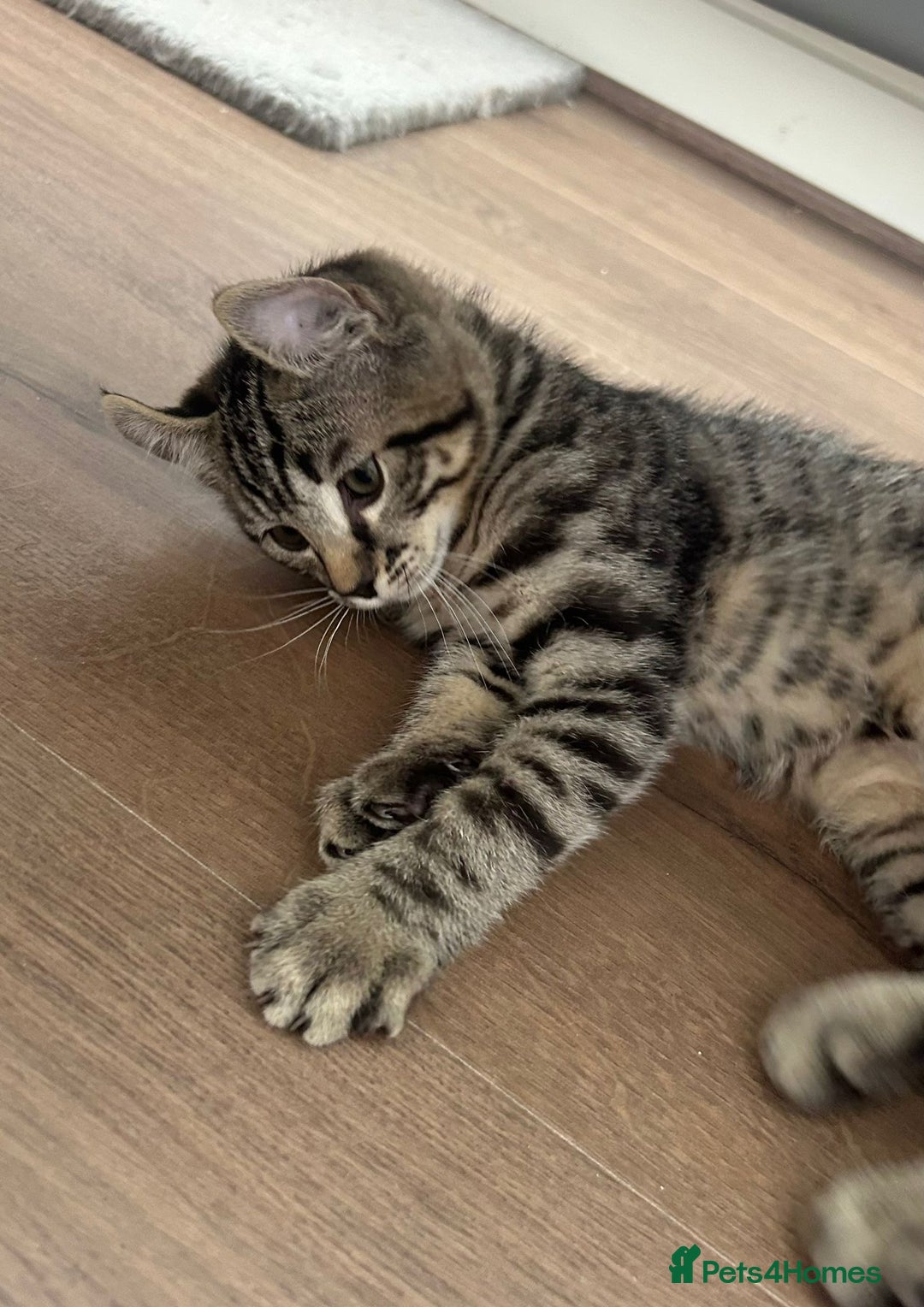 Keetso cats for sale: Reduced Ready now Last 1, Rare Jungle Curl Kittens in Portsmouth - Image 27