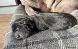 Shar Pei dogs for sale: Beautiful Shar peis - Image 8