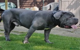 Cane Corso dogs for stud: BLUE CANE CORSO STUD  in Waltham Cross - Image 11