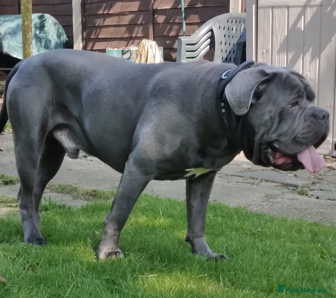 Cane Corso dogs for stud: BLUE CANE CORSO STUD  in Waltham Cross - Image 11