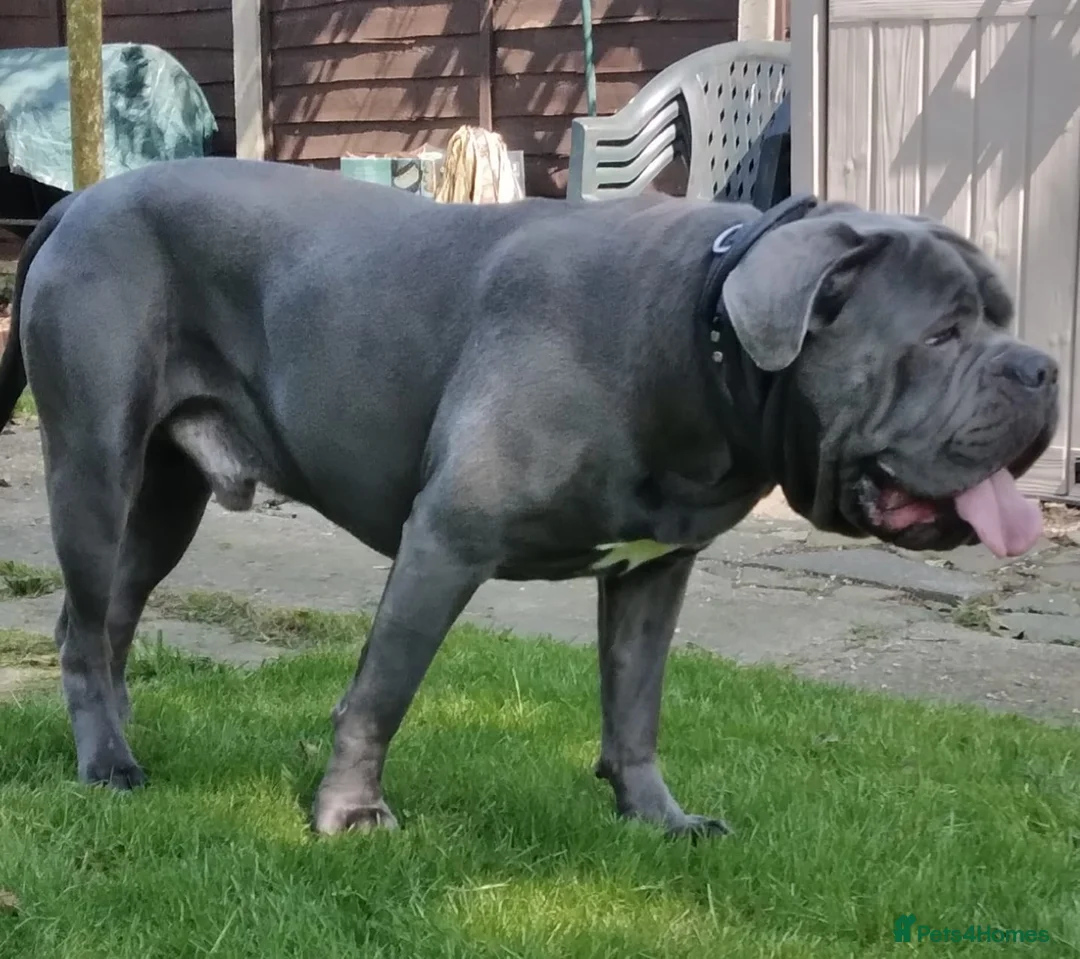 Cane Corso dogs for stud: BLUE CANE CORSO STUD  in Waltham Cross - Advert 11