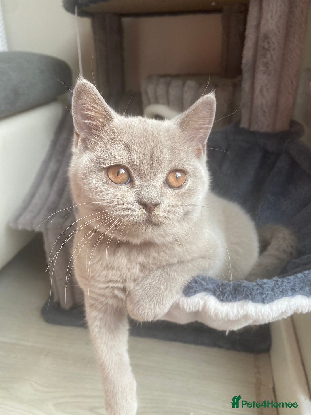 British Shorthair cats for sale: 🐾 TOP QUALLITY LILAC BSH reg GCCF purebred 🐾 - Image 26