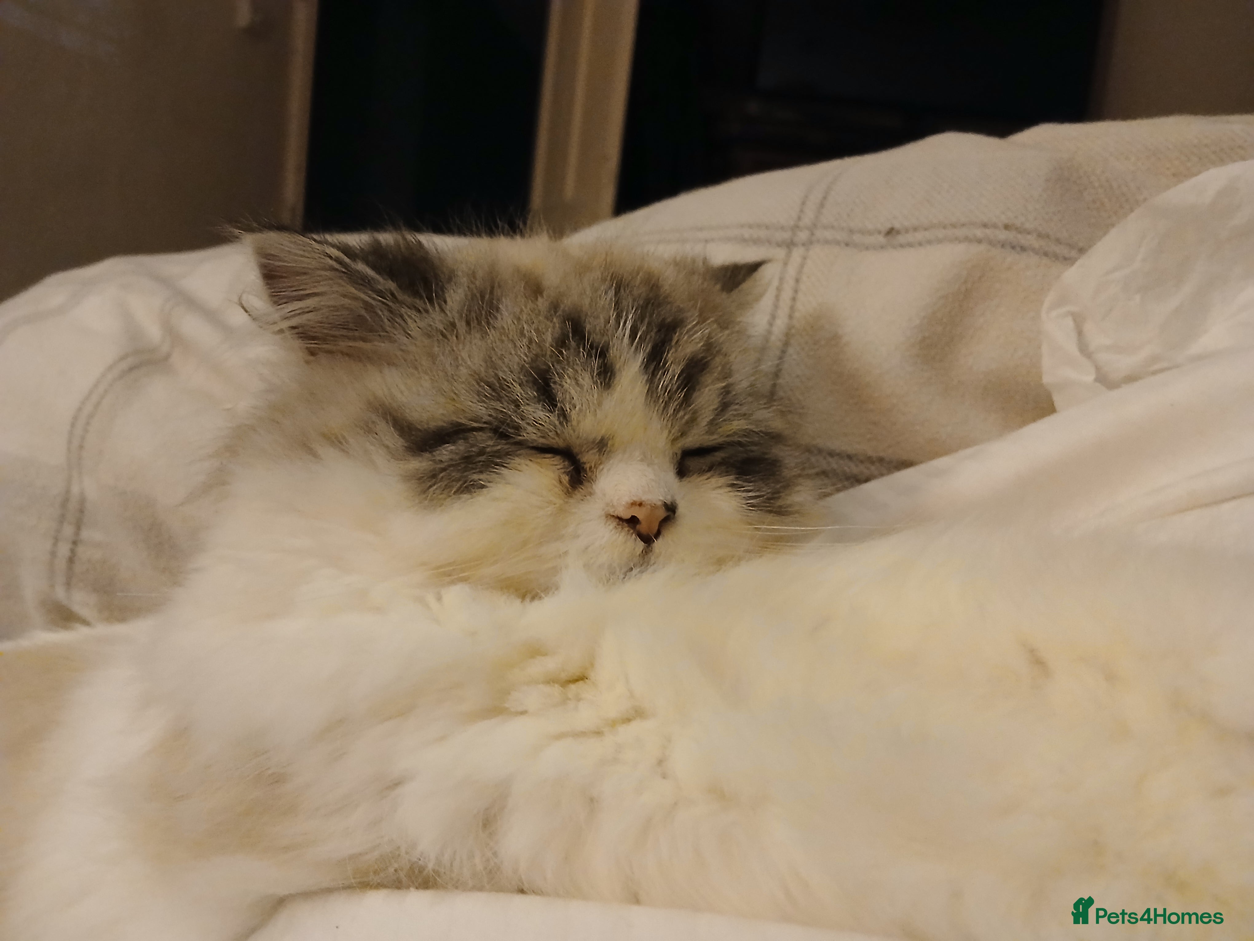 Persian cats Male doll faced pure Persian cat - Advert 17