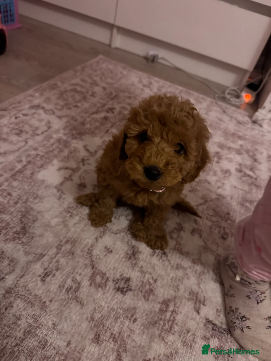 Cockapoo dogs for sale: Stunning cockapoo girl in Willenhall - Advert 4