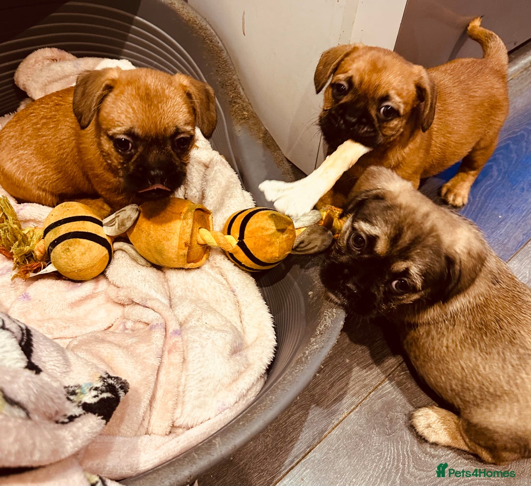 Mixed Breed dogs for sale: Frenchie X - Image 5