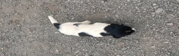 English Springer Spaniel dogs for sale: Working English Springer Spaniel Puppies - Advert 5