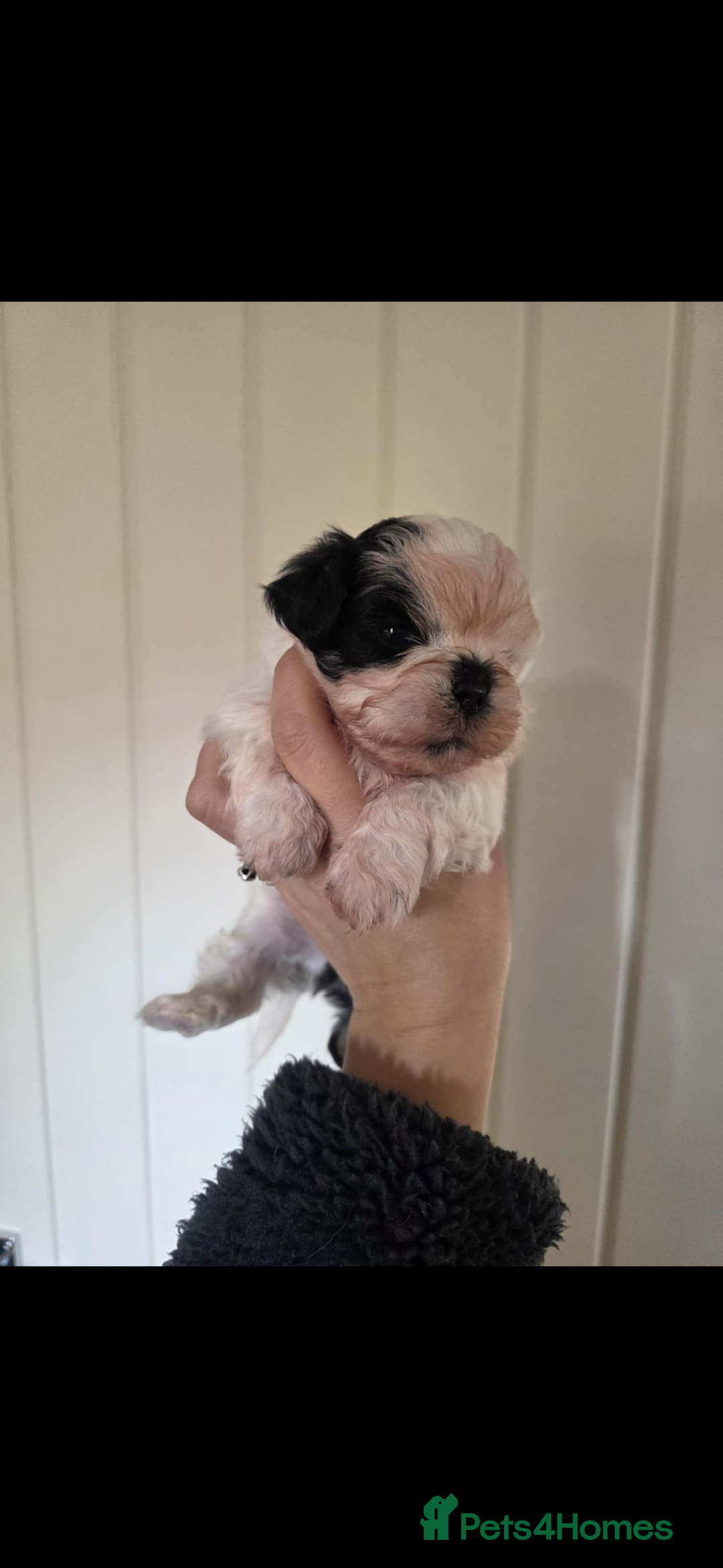 Shihpoo dogs for sale: Shih poo  - Advert 3