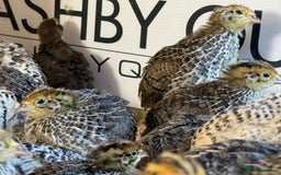 Quail poultry for sale: 🚨 COTURNIX QUAIL AVAILABLE NOW! 🐣🐥 - Image 13
