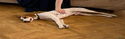 Mixed Breed dogs for adoption: Lucky loving active fun 1 yr old Pointer  - Advert 3