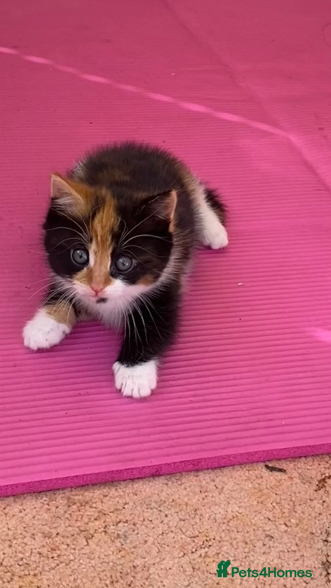 Mixed Breed cats for sale: Kitten  in Sunbury-on-Thames - Advert 2