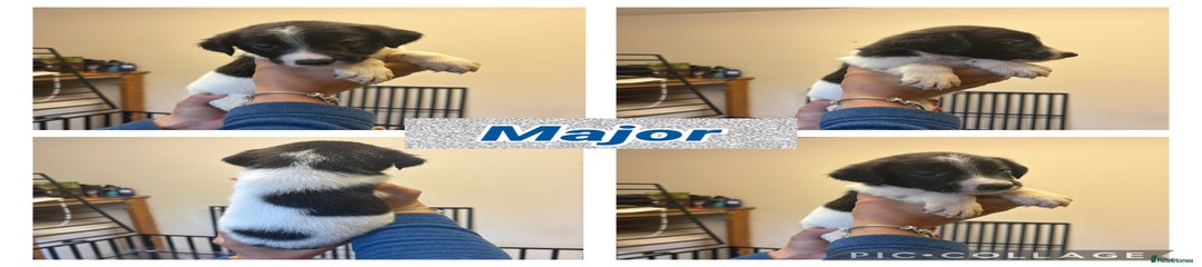 Boy 3- Major 