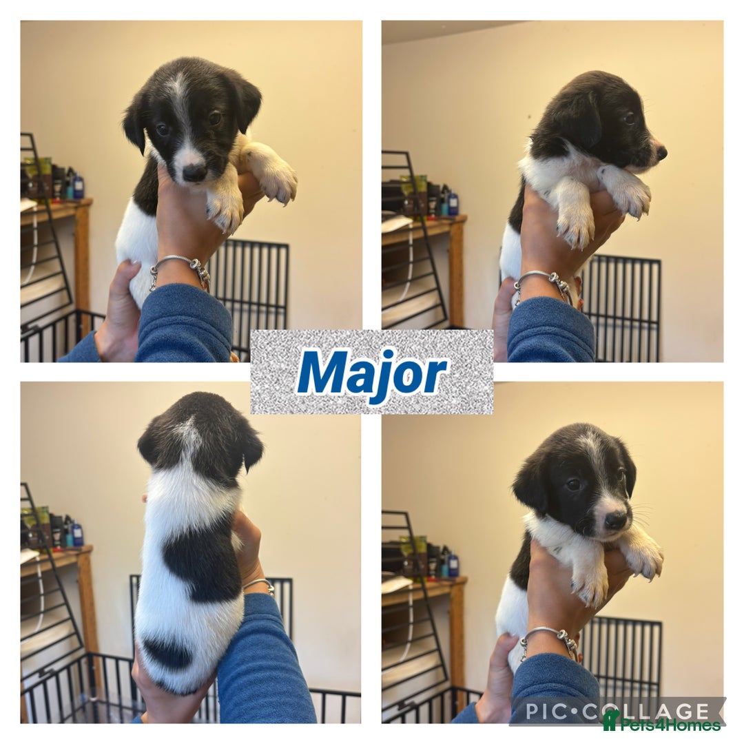 Sprollie dogs for sale: Litter of 9 sprollie pups available! in Preston - Image 19