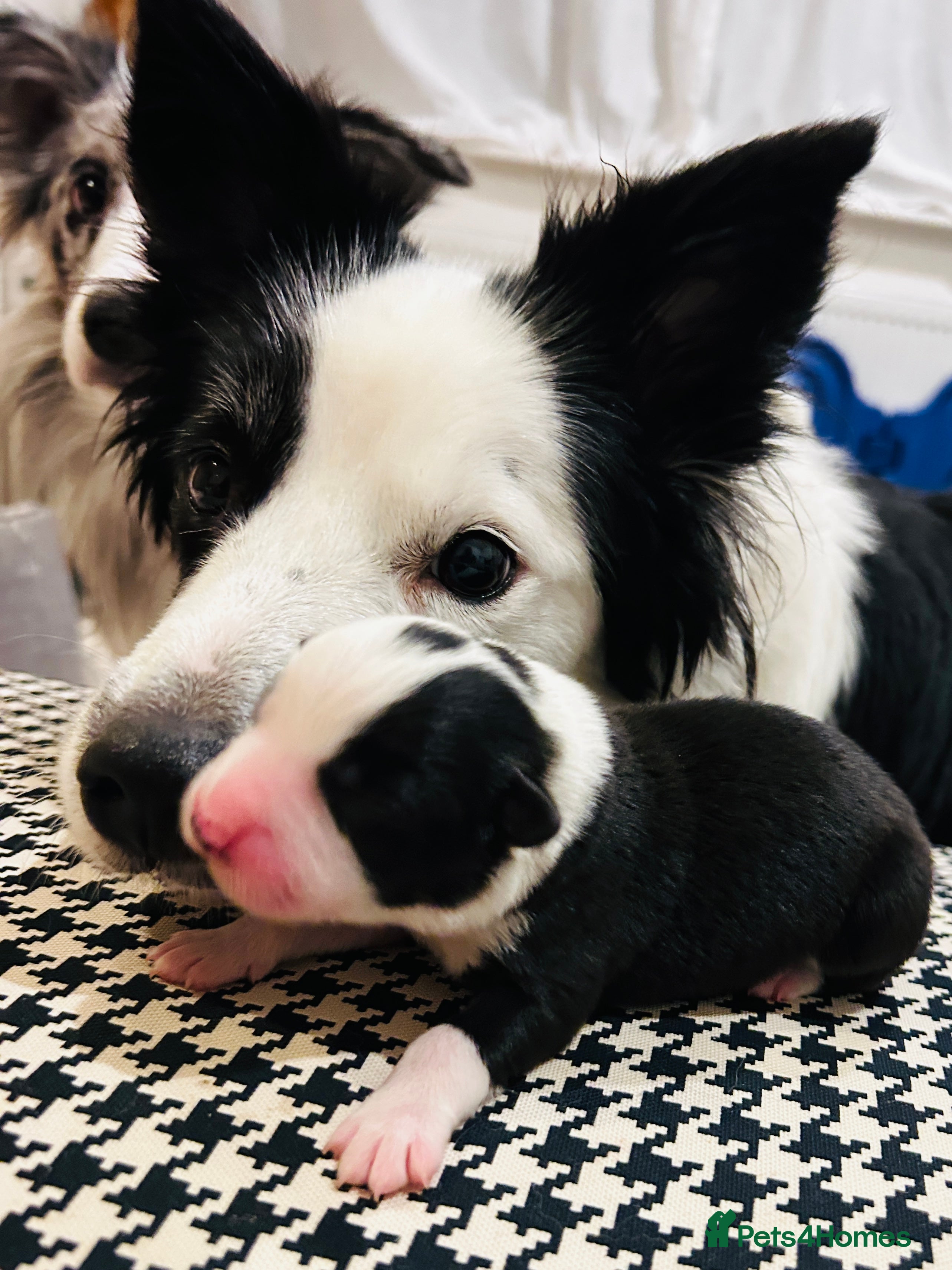 Border Collie dogs 5⭐️breeder KC DNA tested champions border collie  - Advert 1