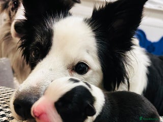 Border Collie dogs 5⭐️breeder KC DNA tested champions border collie - Advert 4