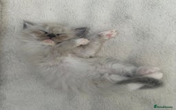 Ragdoll cats for sale: Ragdoll kittens - Image 11