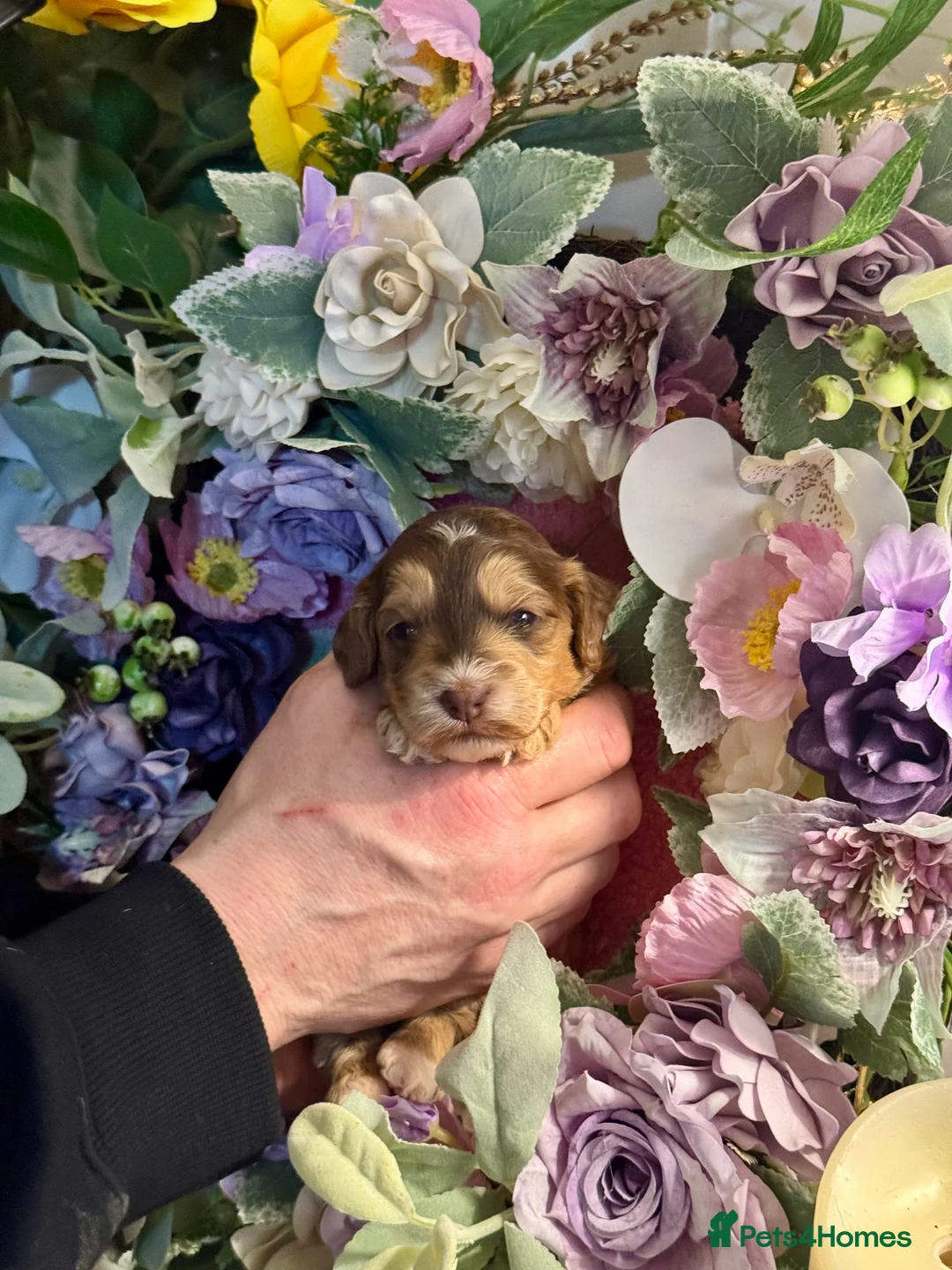 Cockapoo dogs for sale: 8 dna clear gorgeous Cockerpoo puppies  - Advert 9