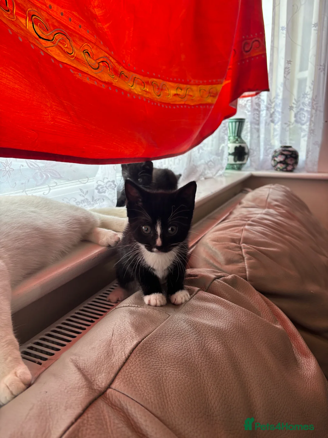 Burmilla cats for sale: Kittens - Advert 2