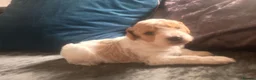 Cavapoo dogs for sale: F1BB Cavapoo pups - Advert 23