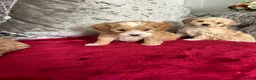Maltipoo dogs for sale: adorable maltipoo puppies ready for a loving home - Advert 4
