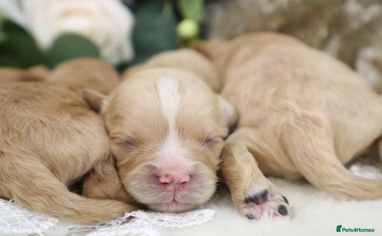 Cavapoo dogs - Advert 4