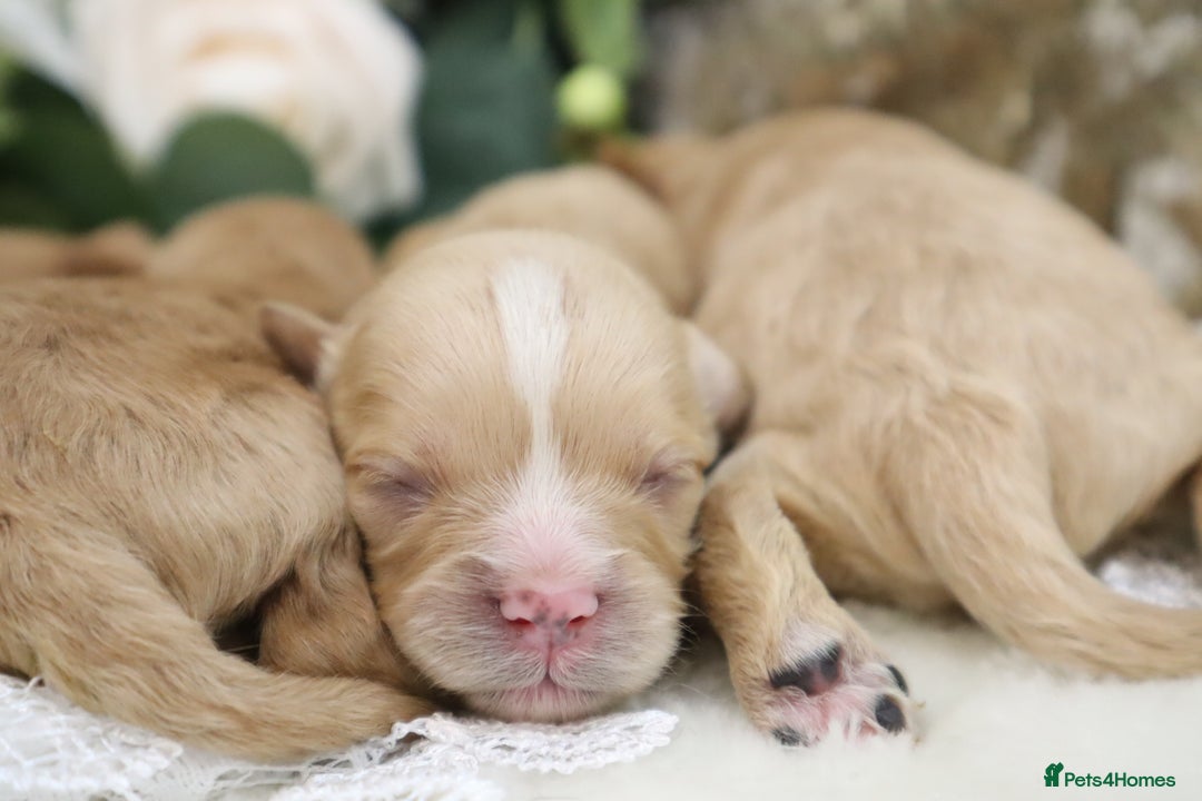Cavapoo dogs for sale: *HEALTH TESTED* CAVAPOO PUPPIES - Image 1