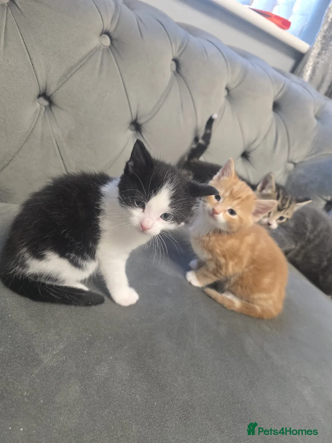 Mixed Breed cats for sale: Mixed mainecoons - Advert 13