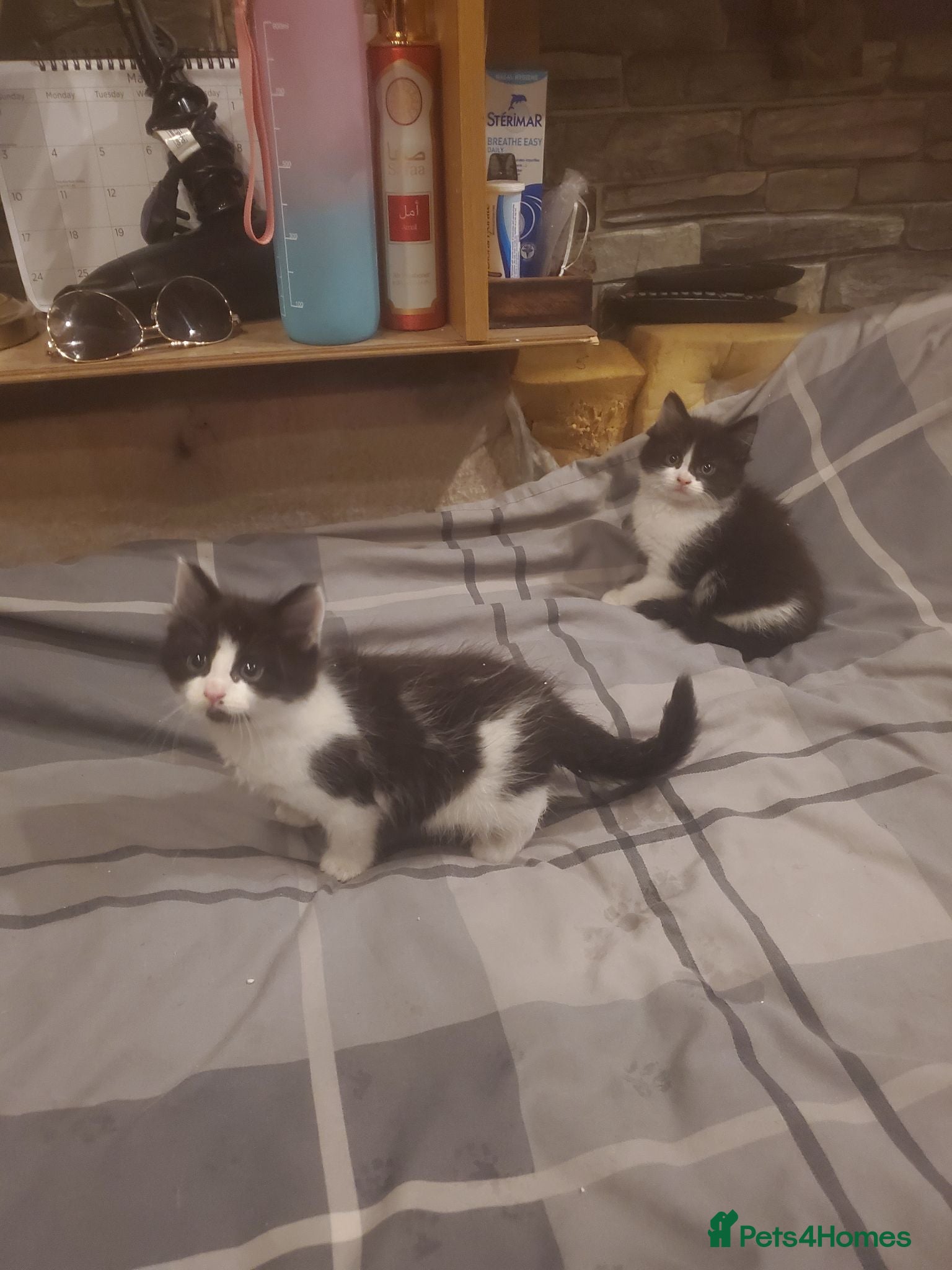 Mixed Breed cats 4 kitten ready for there forever homes - Advert 4