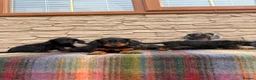Doxiepoo dogs for sale: Beautiful doxiepoos (council licensed breeder) - Advert 8