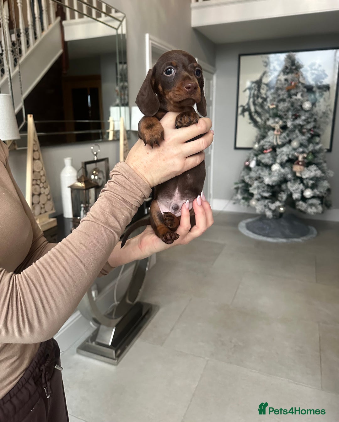 Miniature Dachshund dogs for sale: ⭐️LAST ONE⭐️KC REG Miniature Dachshund puppies  - Advert 11