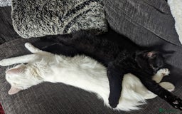 Mixed Breed cats for sale: Squib 🤍& Mort 🖤 - Image 7