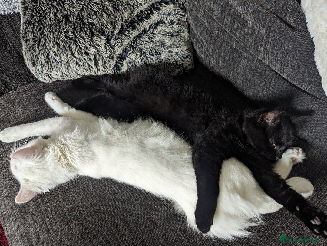 Mixed Breed cats for sale: Squib 🤍& Mort 🖤 - Image 7