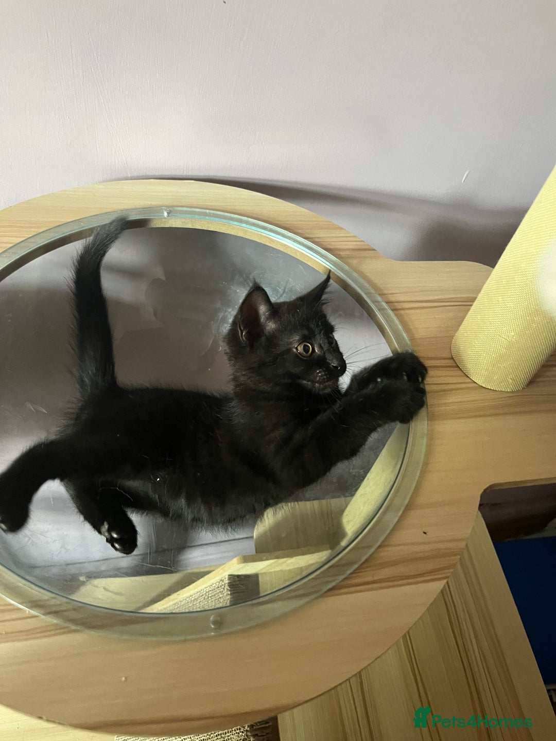 Mixed Breed cats for sale: Male Kitten Looking For Family Home - Image 3