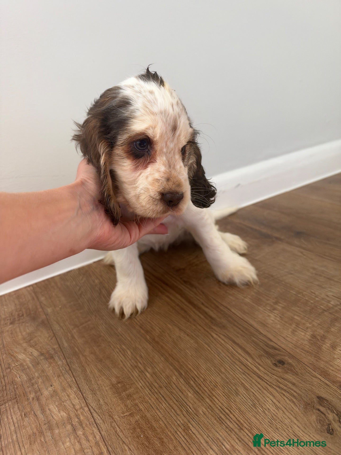 Cocker Spaniel dogs 🐾 SHOW COCKER SPANIEL PUPPIES FORSALE 🐾  - Advert 2