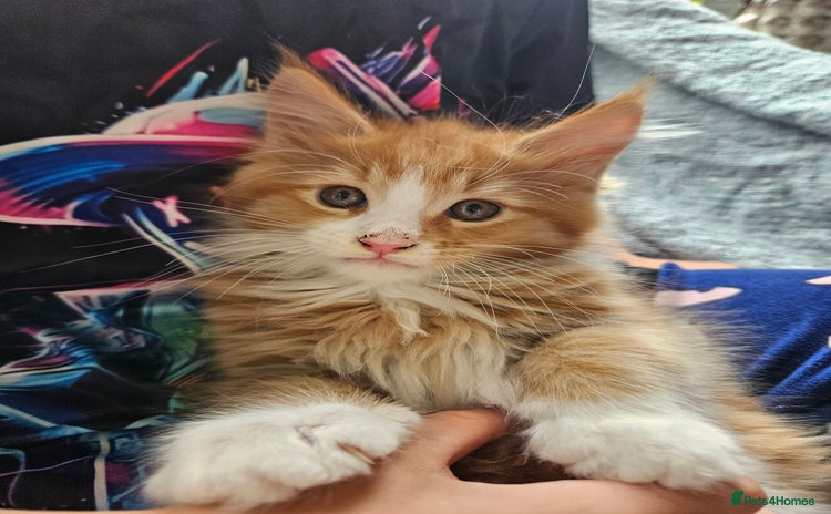 Maine Coon cats - Advert 14