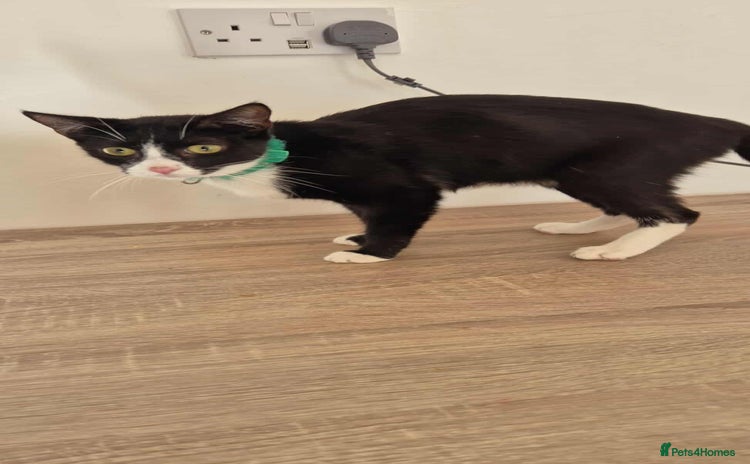 Mixed Breed cats Kittens for sale - Advert 1