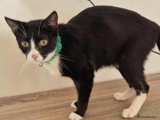 Mixed Breed cats Kittens for sale - Advert 2