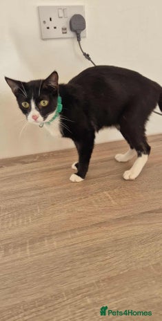 Mixed Breed cats Kittens for sale - Advert 1